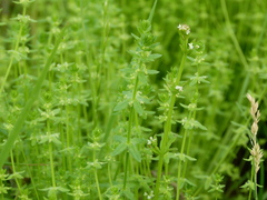 Cruciata pedemontana
