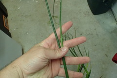 Juncus acuminatus