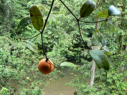 Willughbeia angustifolia