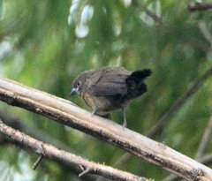 Lagonosticta rhodopareia