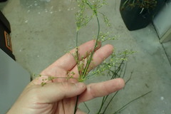 Juncus acuminatus