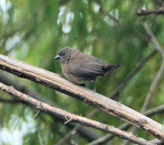 Lagonosticta rhodopareia