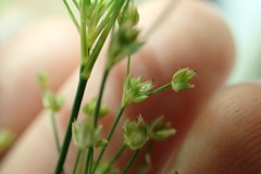 Juncus acuminatus