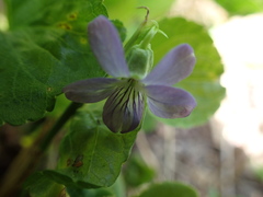 Viola langsdorffii