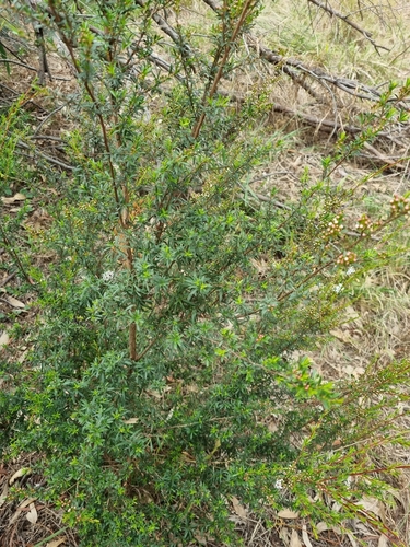 Image of Kunzea leptospermoides by (c) Elaine Fieth, some rights reserved (CC BY)