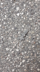 Tarentola mauritanica