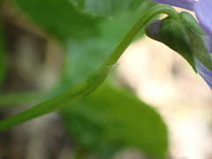 Viola langsdorffii