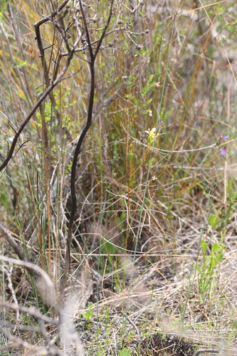 Image of Diuris concinna by (c) Hugo Innes, some rights reserved (CC BY)