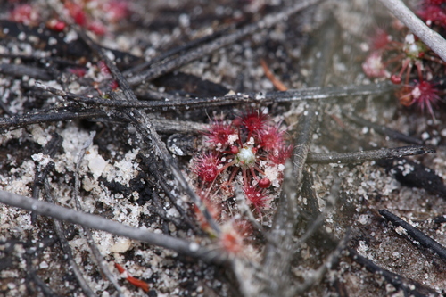 Drosera occidentalis