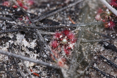 Drosera occidentalis
