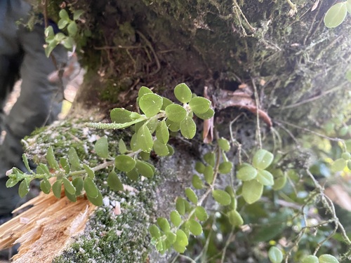Peperomia nummularioides