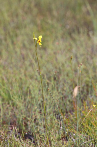 Image of Diuris concinna by (c) Hugo Innes, some rights reserved (CC BY)