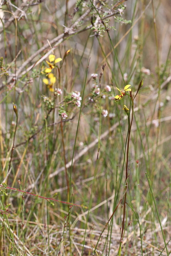 Image of Diuris concinna by (c) Hugo Innes, some rights reserved (CC BY)