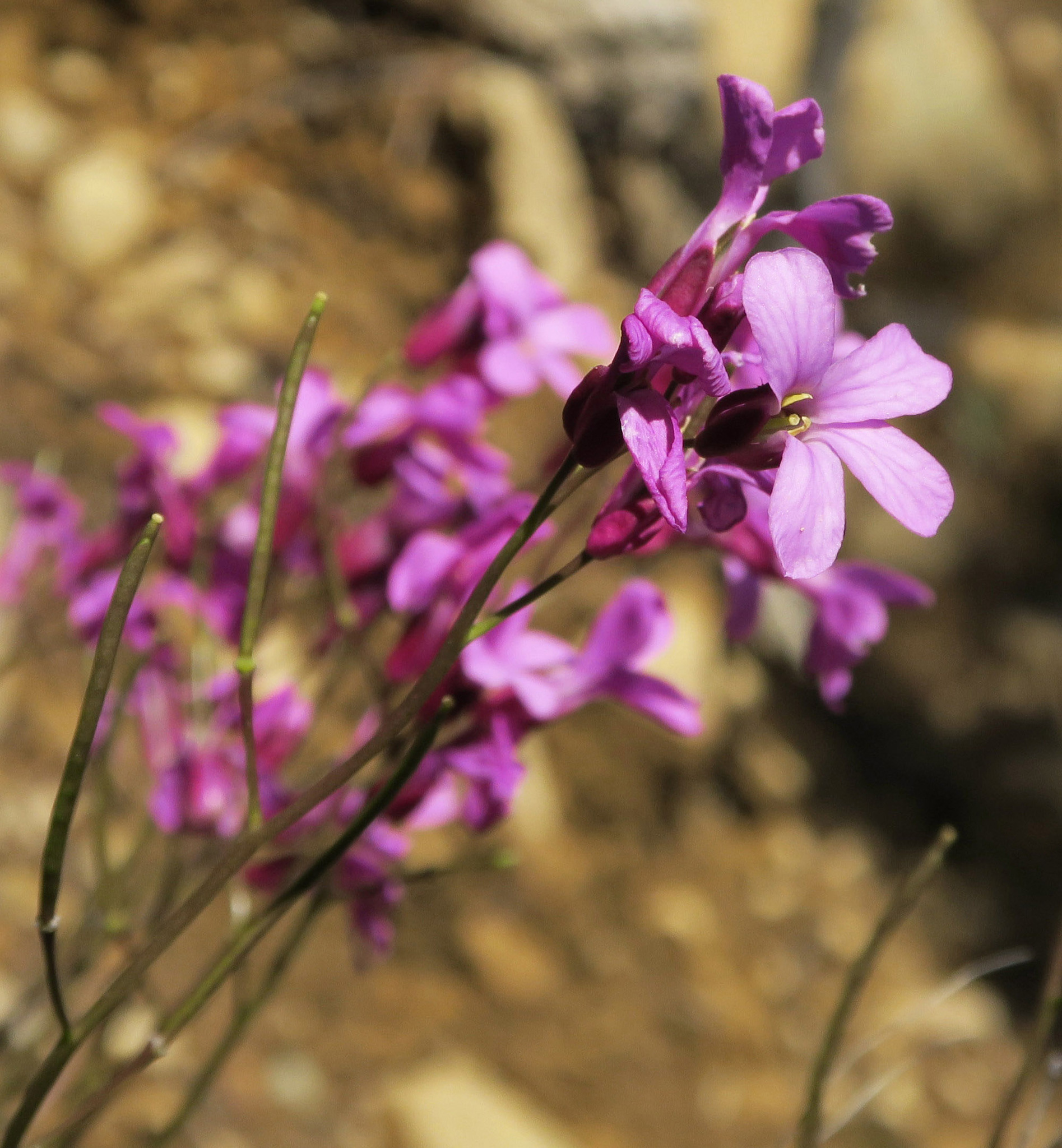 Arabis mcdonaldiana