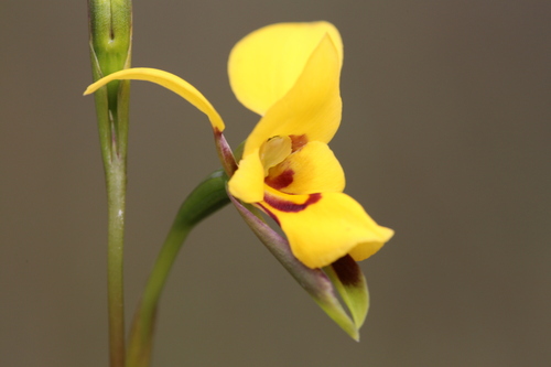 Image of Diuris concinna by (c) Hugo Innes, some rights reserved (CC BY)