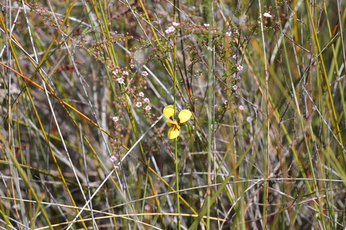 Image of Diuris concinna by (c) Hugo Innes, some rights reserved (CC BY)