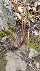 Peucedanum longifolium