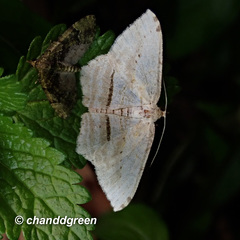 Calletaera dentata