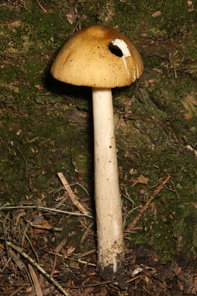 Amanita sp. 'justicei'