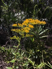 Solidago chapmanii