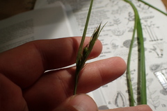 Scleria muehlenbergii