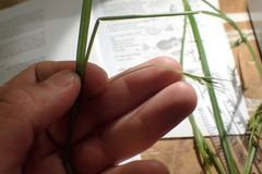 Scleria muehlenbergii