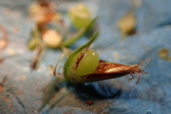 Scleria muehlenbergii