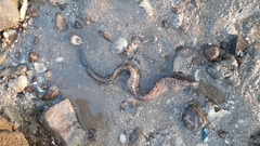 Gymnothorax pseudothyrsoideus