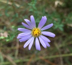 Symphyotrichum simmondsii