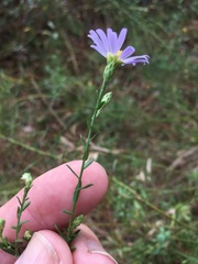 Symphyotrichum simmondsii