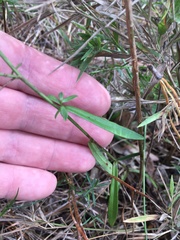 Symphyotrichum simmondsii