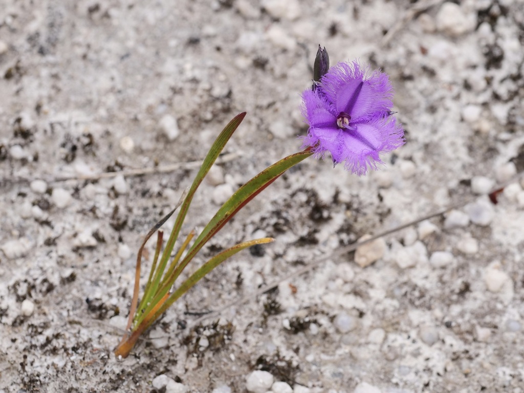 Thysanotus pauciflorus