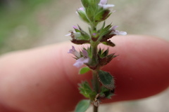 Stachys crenata