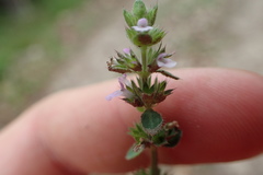 Stachys crenata