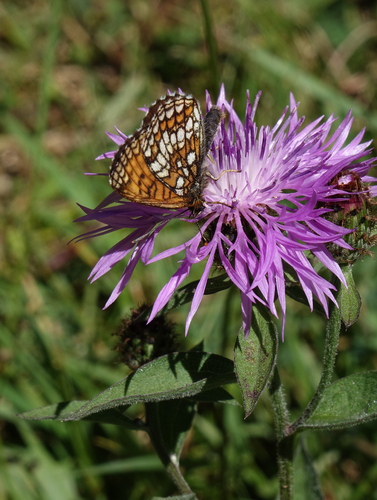 Melitaea caucasogenita