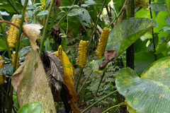 Calathea crotalifera image