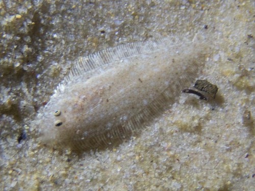 Sand tonguefish (Cynoglossus capensis) — Cynoglossidae