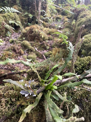 Oreogrammitis baldwinii observed 2023-11-03