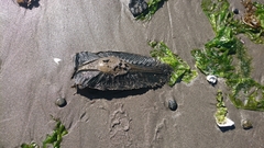 Callorhinchus callorynchus