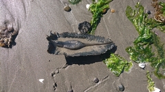 Callorhinchus callorynchus