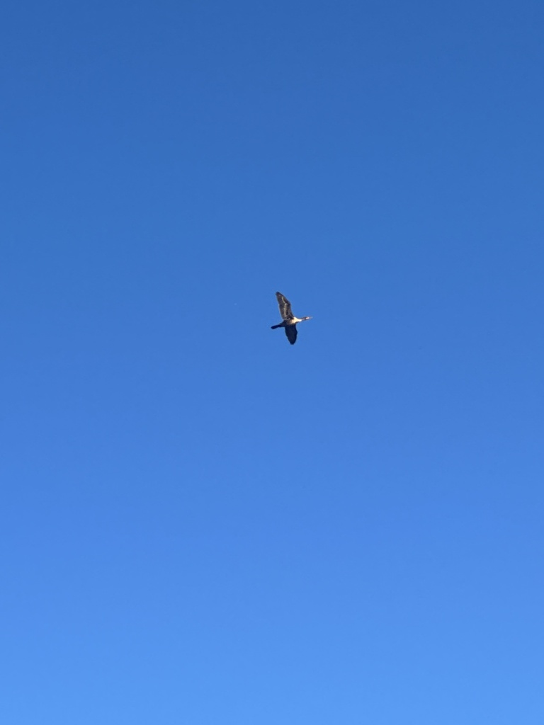 Double-crested Cormorant from Hampton University, Hampton, VA, US on ...