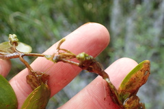 Potamogeton diversifolius