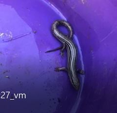 Plestiodon septentrionalis