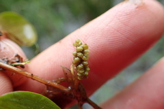 Potamogeton diversifolius