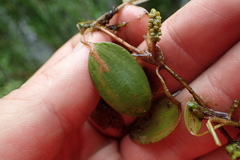 Potamogeton diversifolius