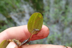 Potamogeton diversifolius