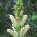 Pedicularis sceptrum-carolinum - Photo (c) Ilya Filippov, μερικά δικαιώματα διατηρούνται (CC BY), uploaded by Ilya Filippov
