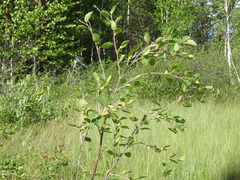 Betula humilis