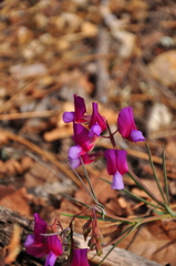 Lathyrus digitatus