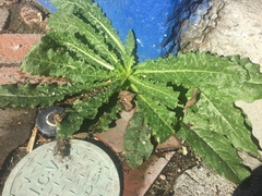 Helminthotheca echioides